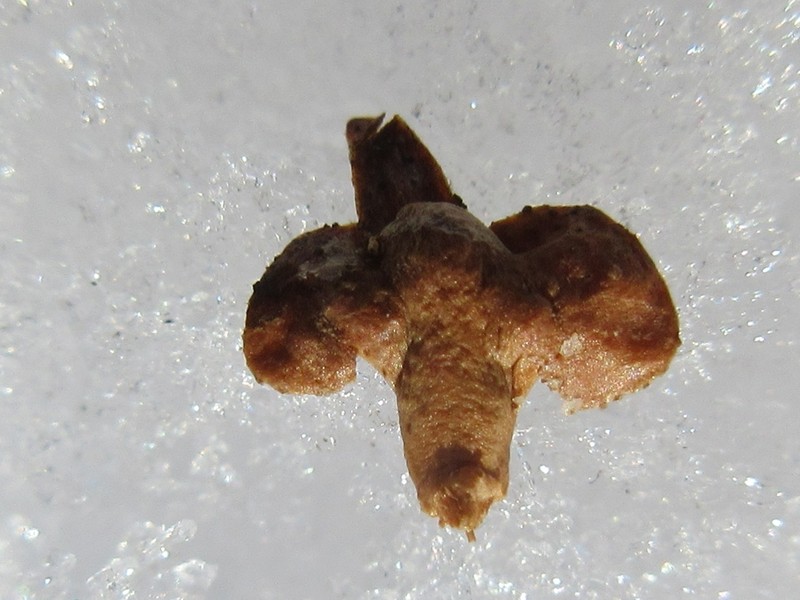 Betula davurica photo 2