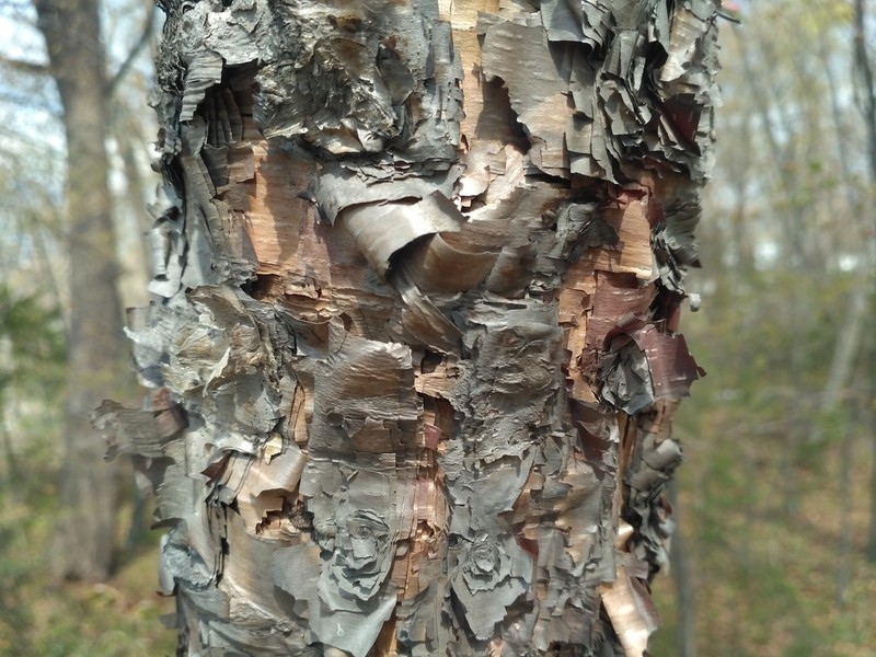 Betula davurica photo 4