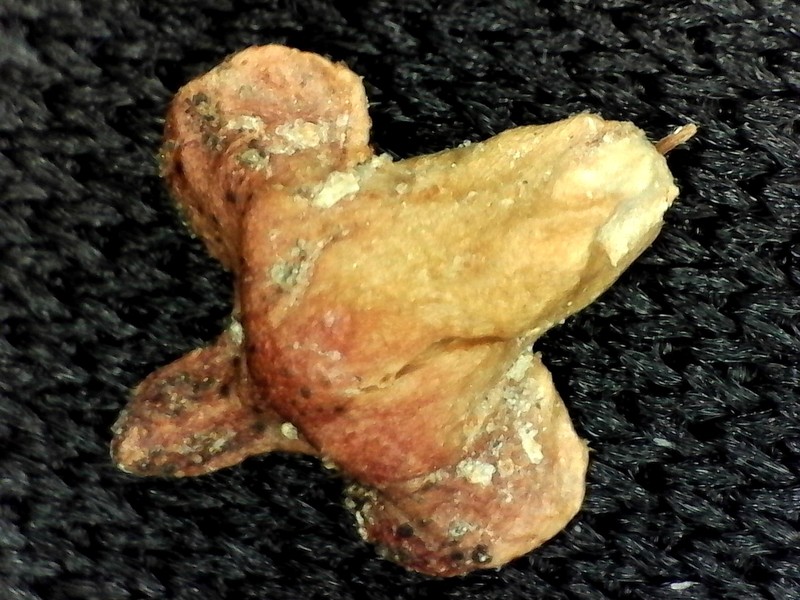 Betula davurica photo 5
