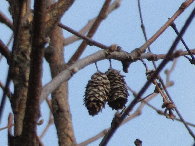Betula davurica photo 6