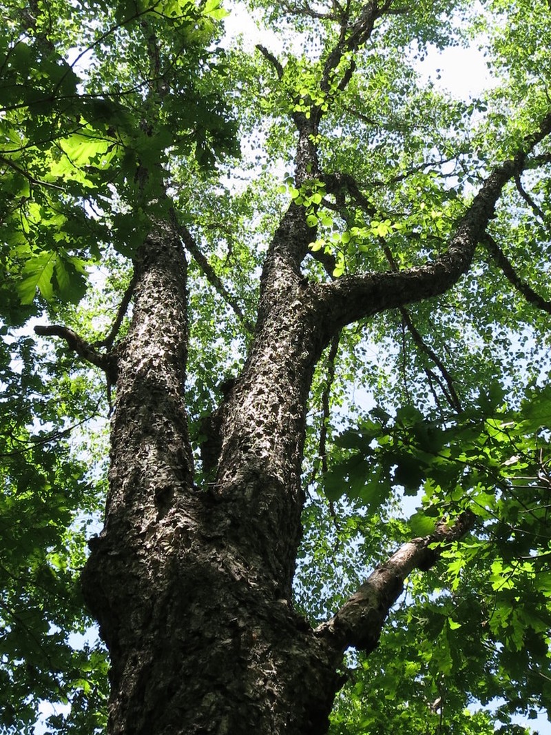 Betula davurica photo 7