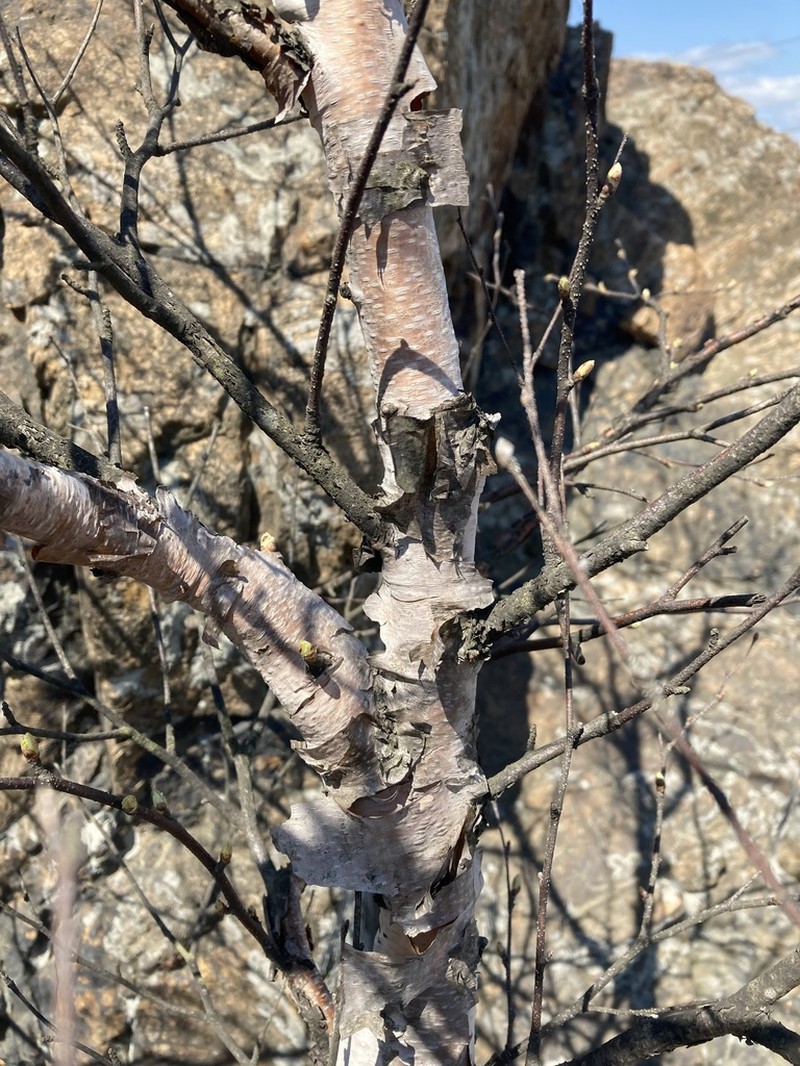 Betula davurica photo 8