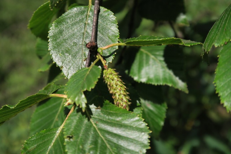 Betula delavayi