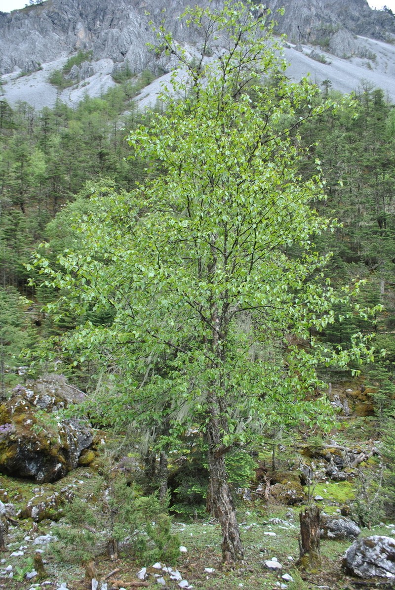 Betula delavayi photo 2