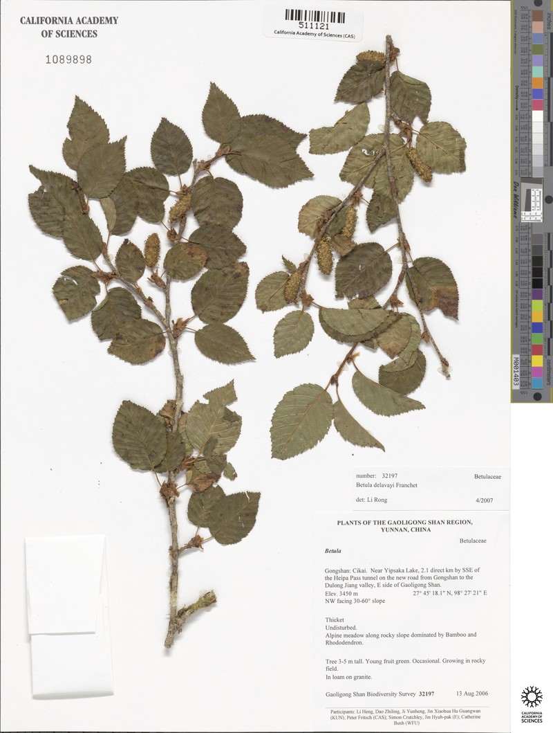 Betula delavayi photo 3