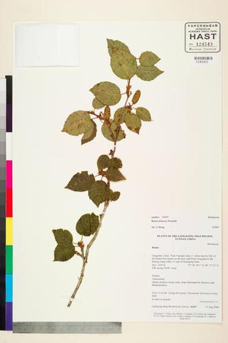 Betula delavayi photo 4