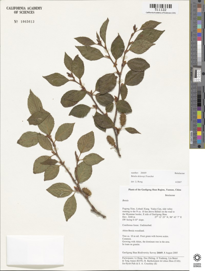 Betula delavayi photo 5