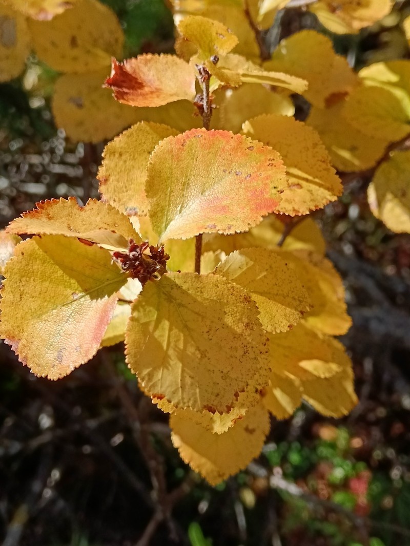 Betula divaricata photo 2
