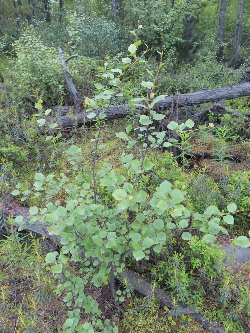 Betula divaricata photo 3