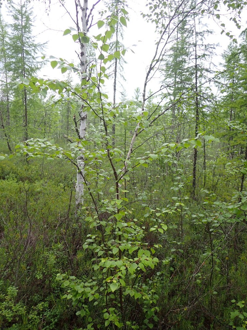 Betula divaricata photo 4