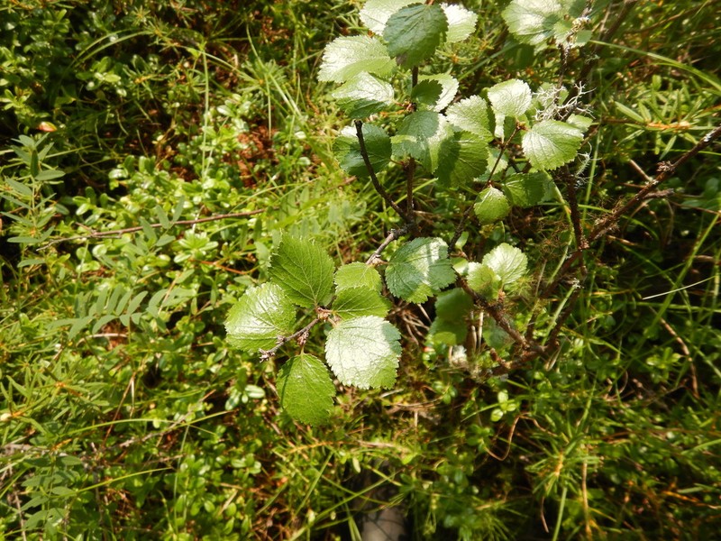 Betula divaricata photo 5