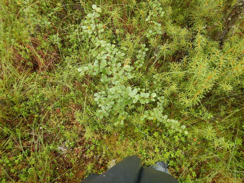 Betula divaricata photo 6