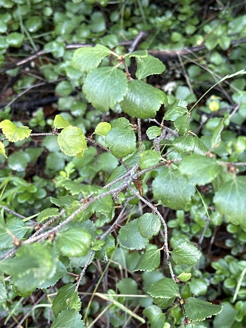 Betula divaricata photo 7