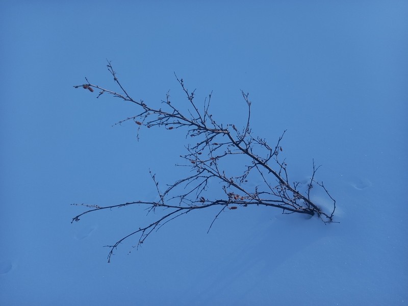 Betula divaricata photo 8