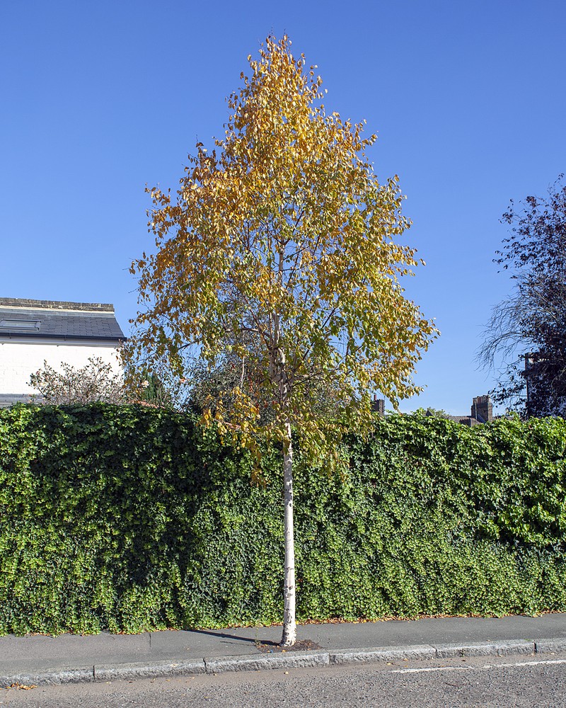 Betula ermanii photo 2