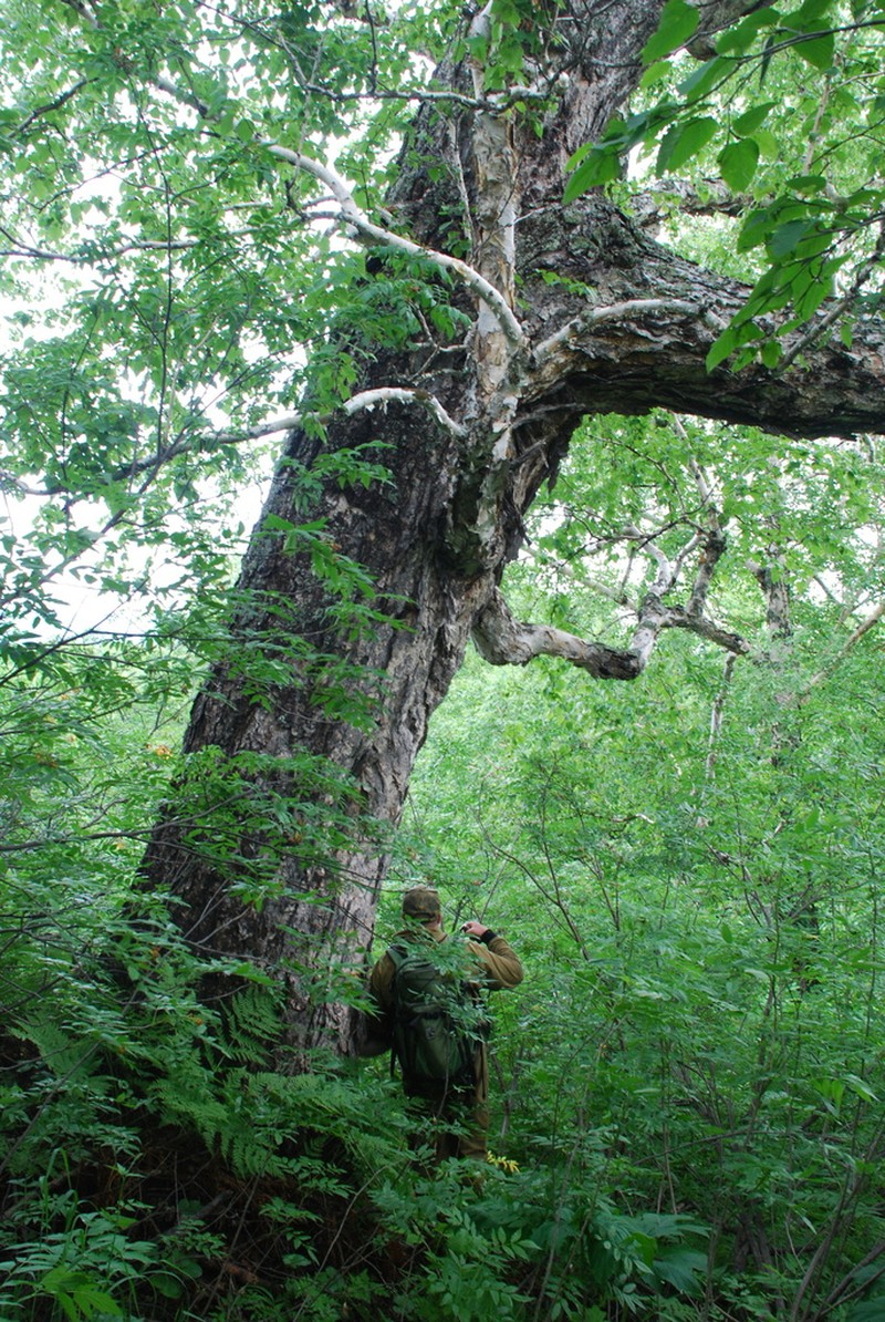 Betula ermanii photo 5