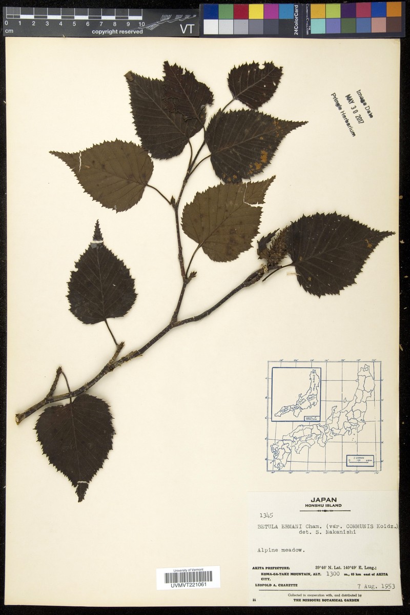 Betula ermanii var. ermanii