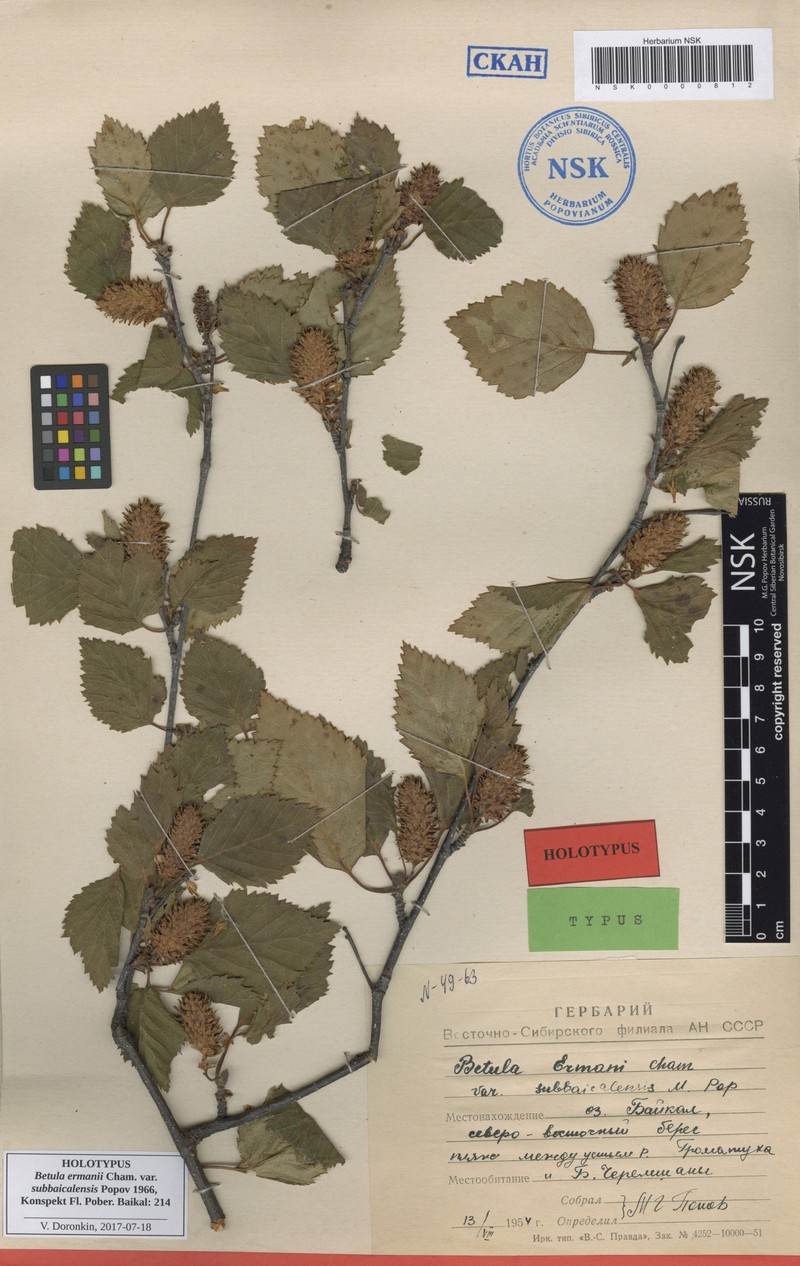 Betula ermanii var. ermanii photo 3