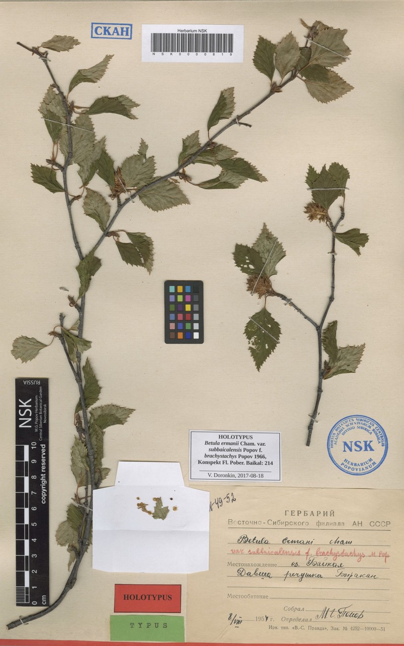Betula ermanii var. ermanii photo 4