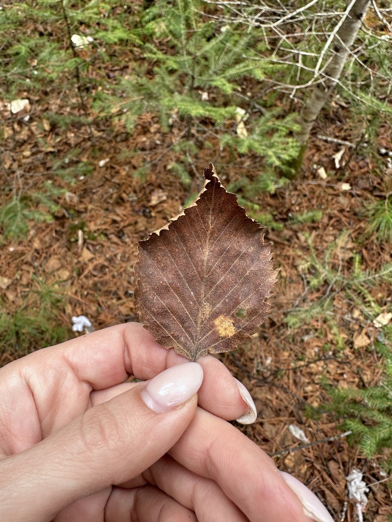 Betula ermanii var. lanata