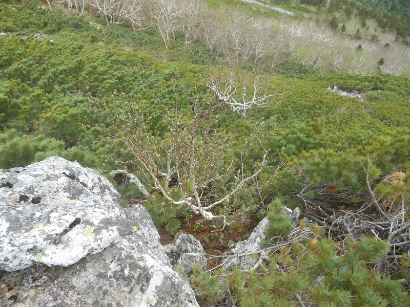 Betula ermanii var. lanata photo 2