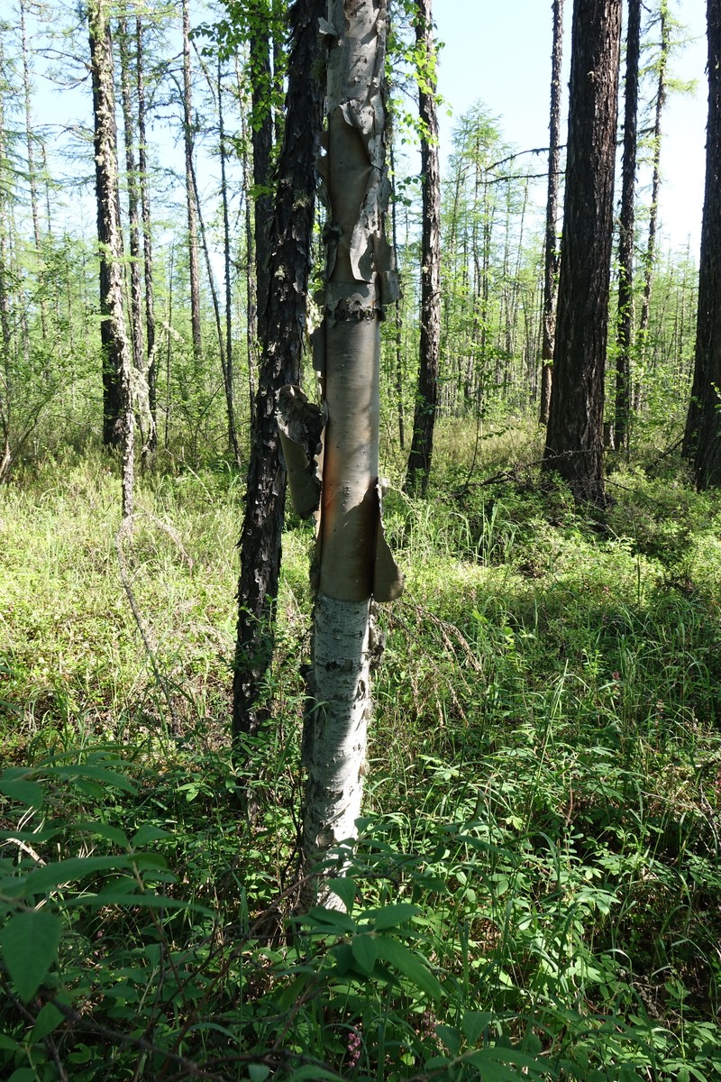 Betula ermanii var. lanata photo 8