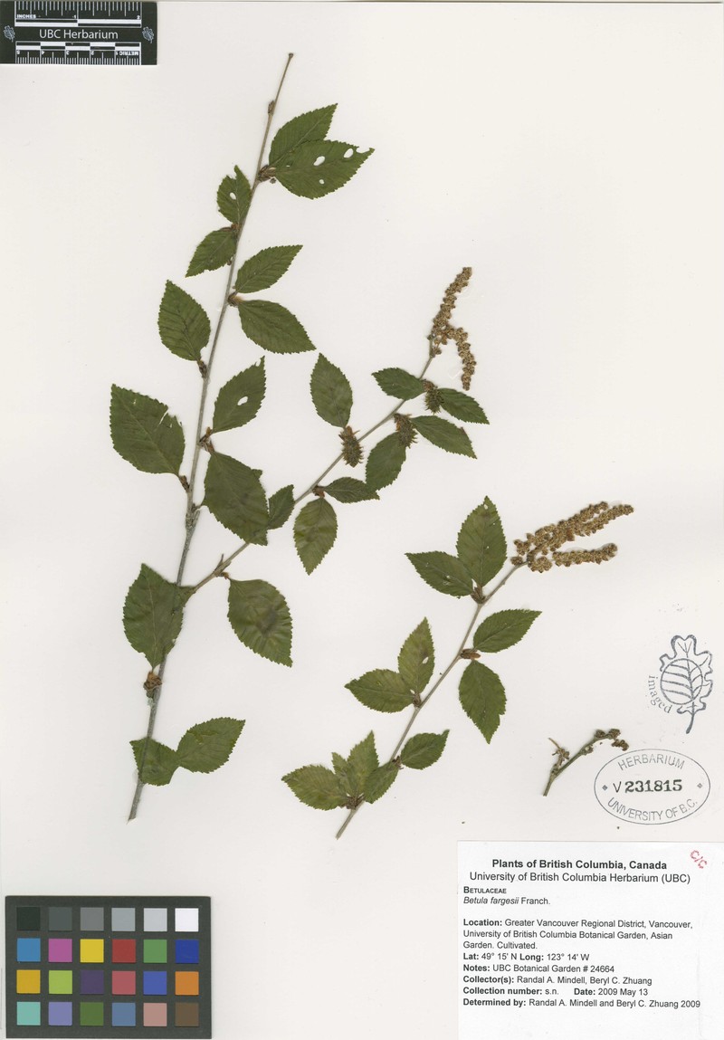 Betula fargesii photo 2