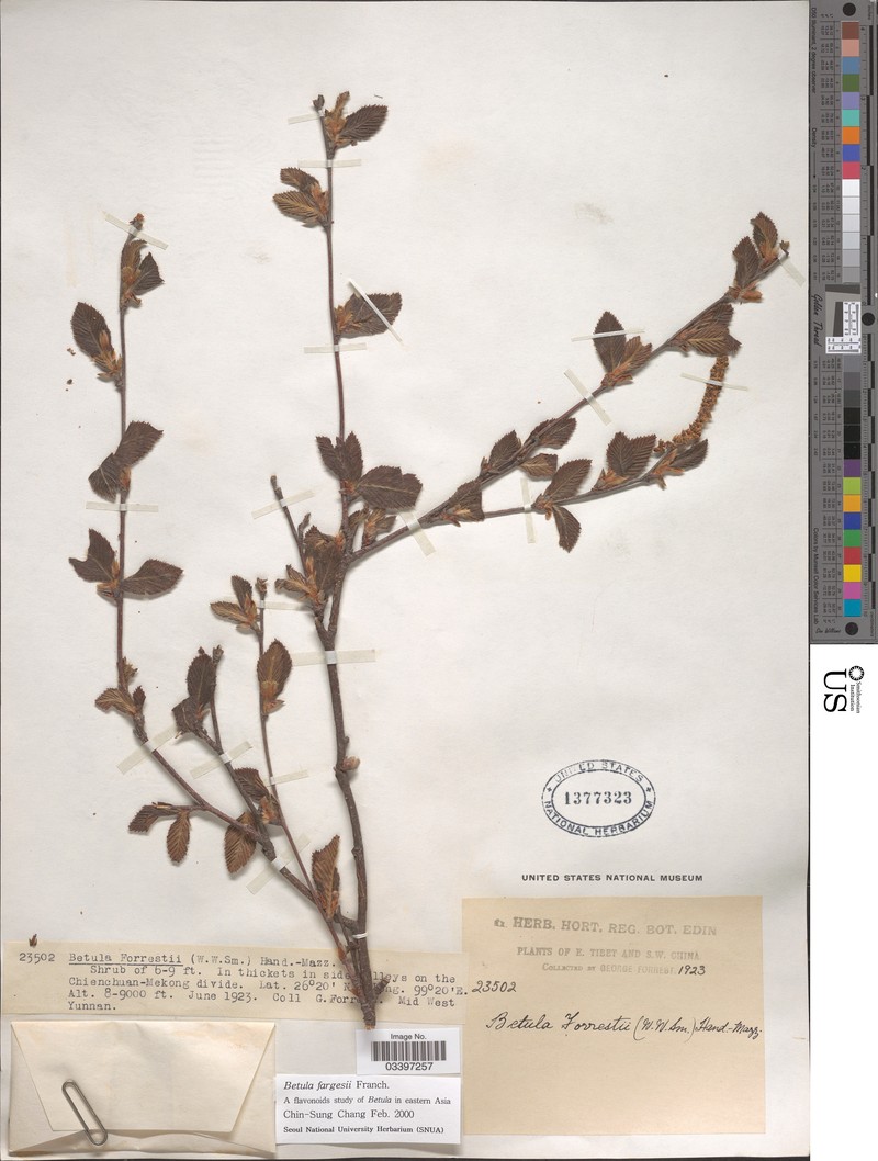 Betula fargesii photo 3