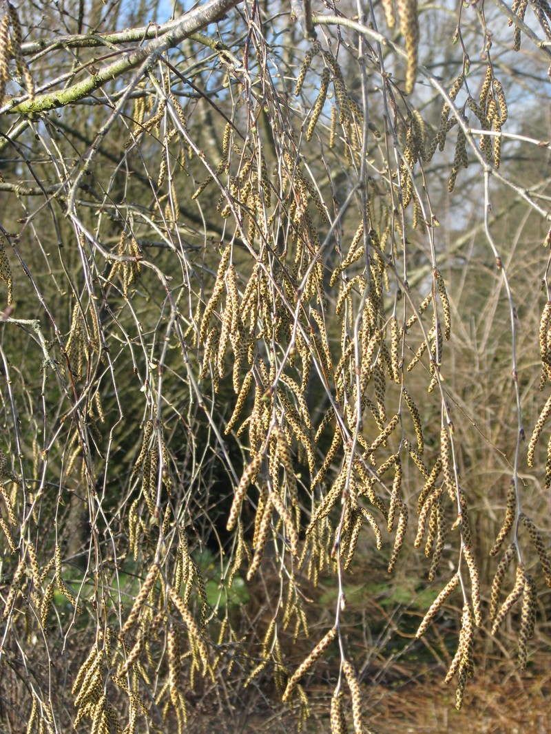 Betula fargesii