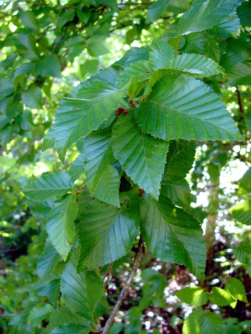 Betula fargesii photo 4