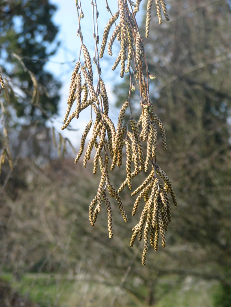 Betula fargesii photo 6