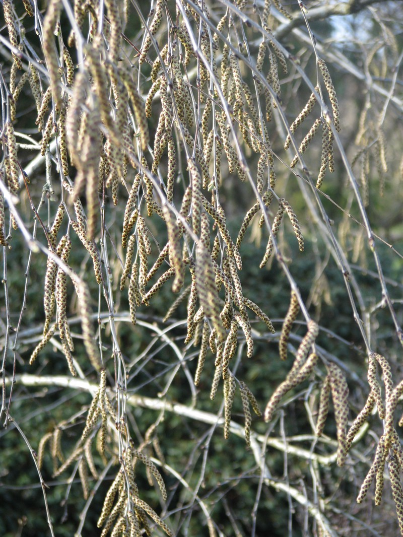 Betula fargesii photo 7
