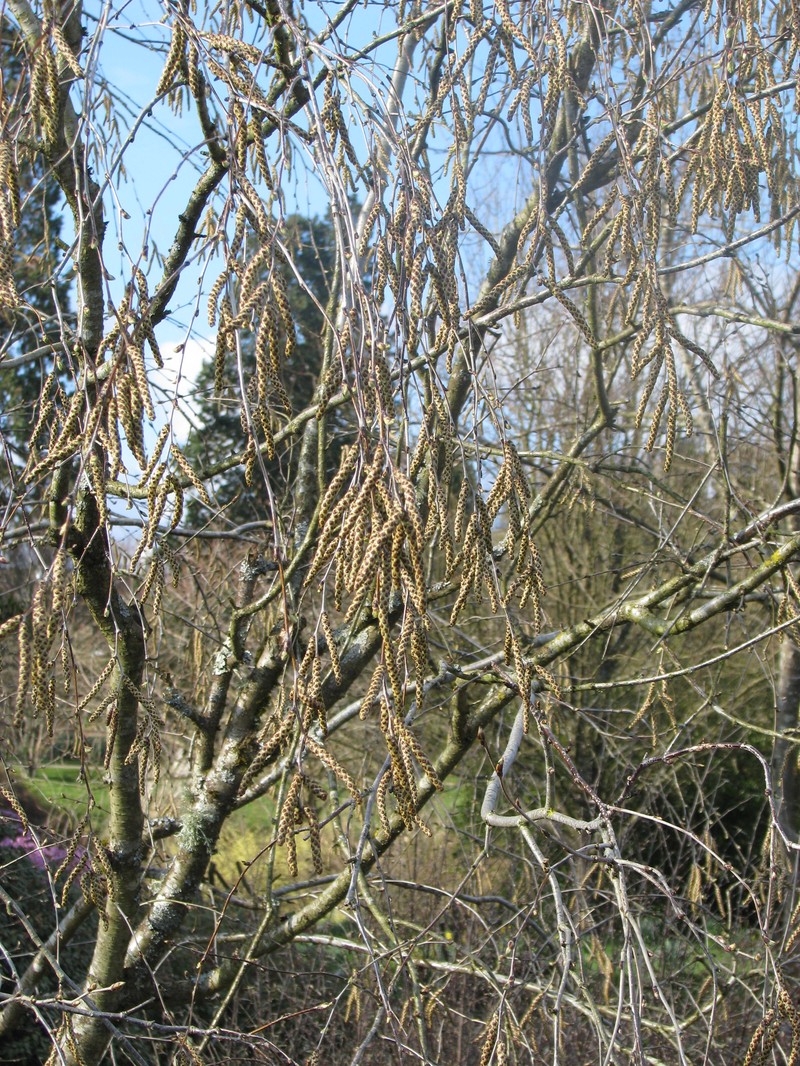 Betula fargesii photo 8