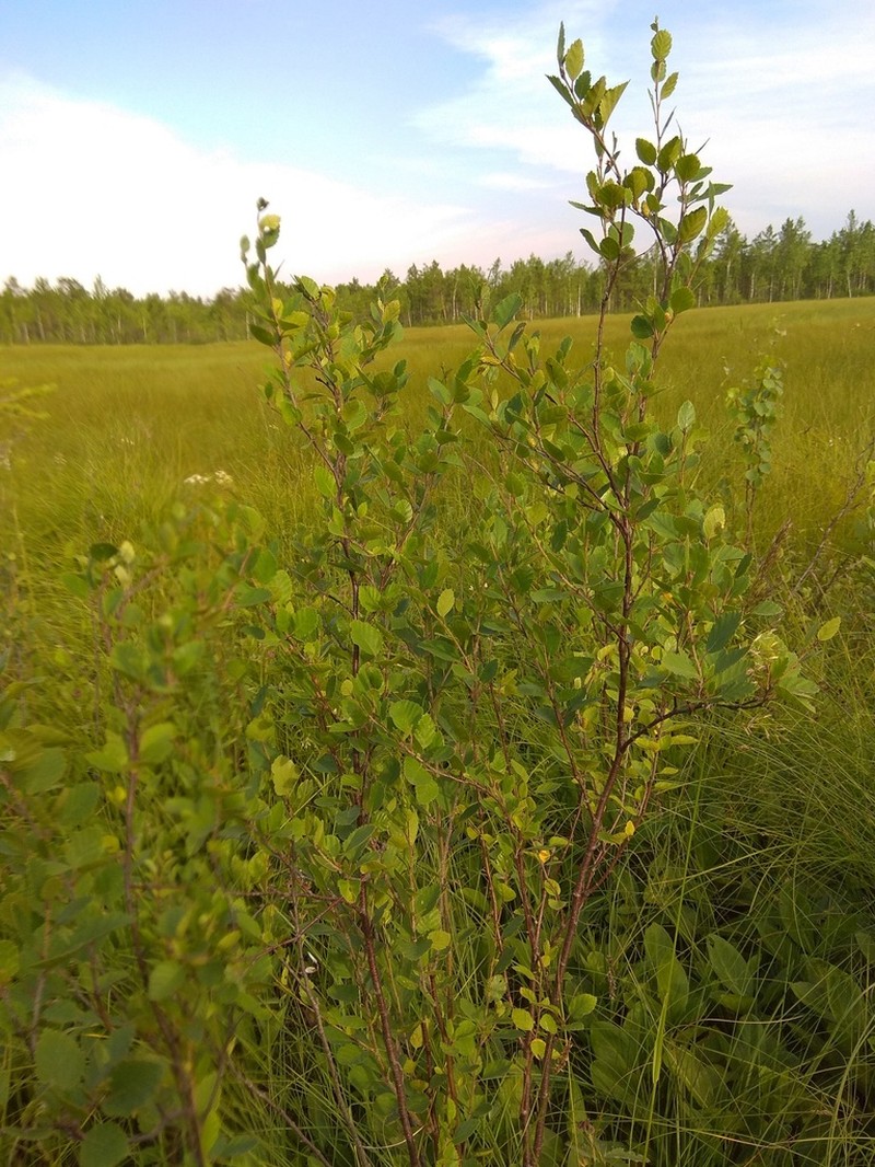 Betula fruticosa photo 2