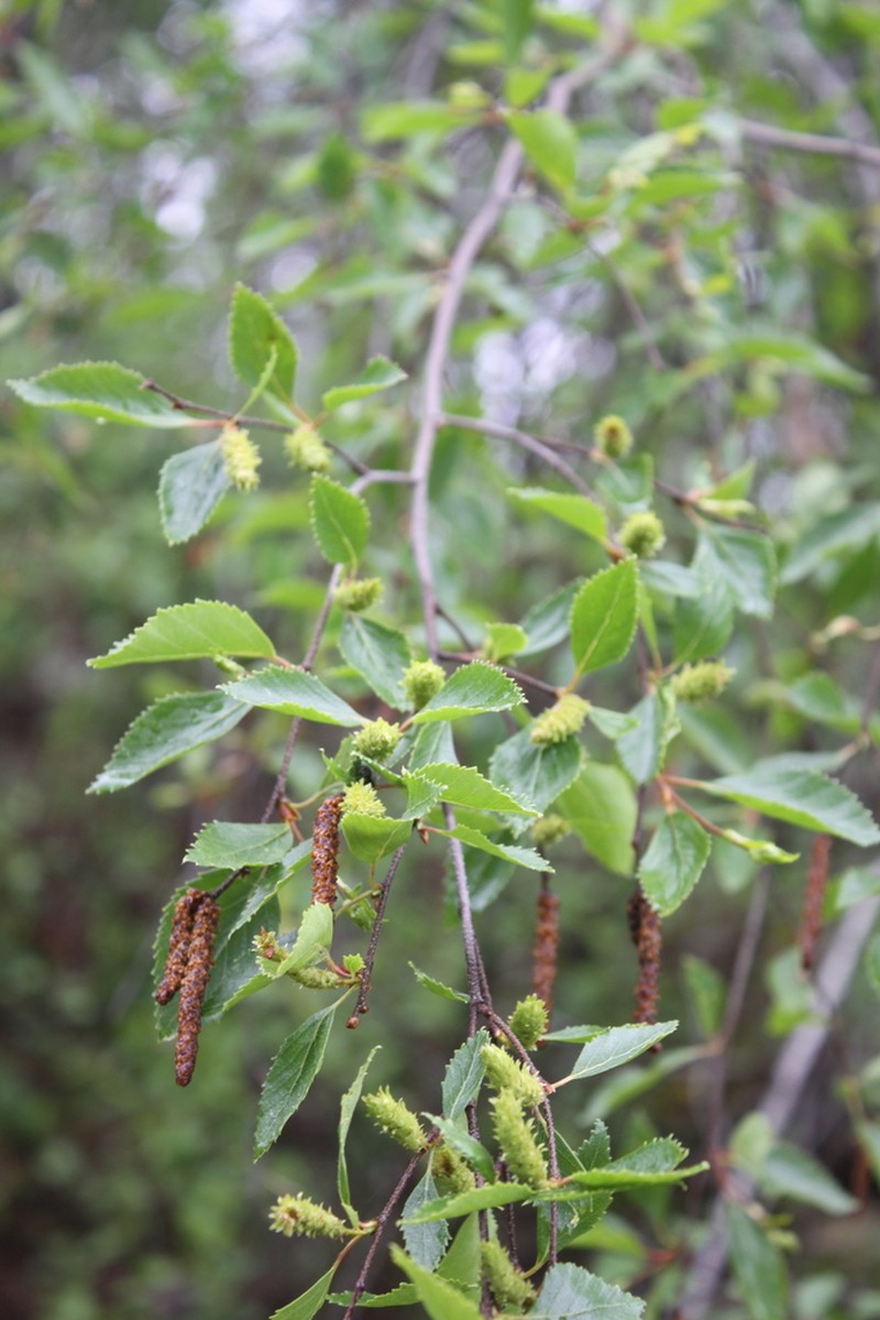 Betula fruticosa photo 4