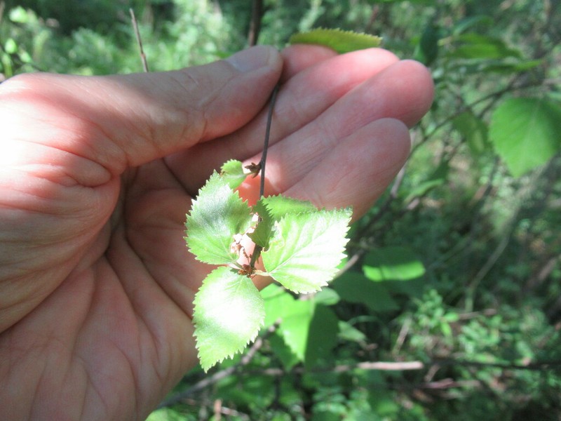 Betula fruticosa photo 5