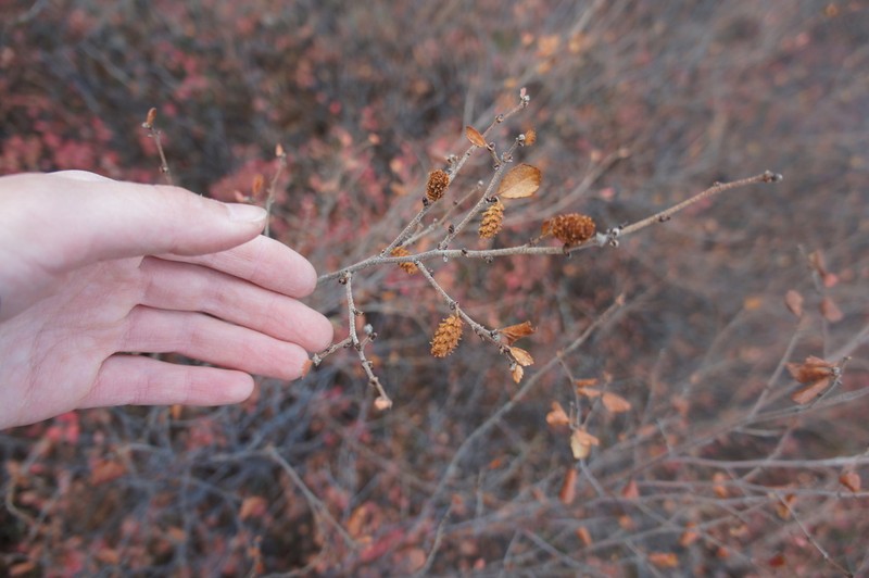 Betula fruticosa photo 6