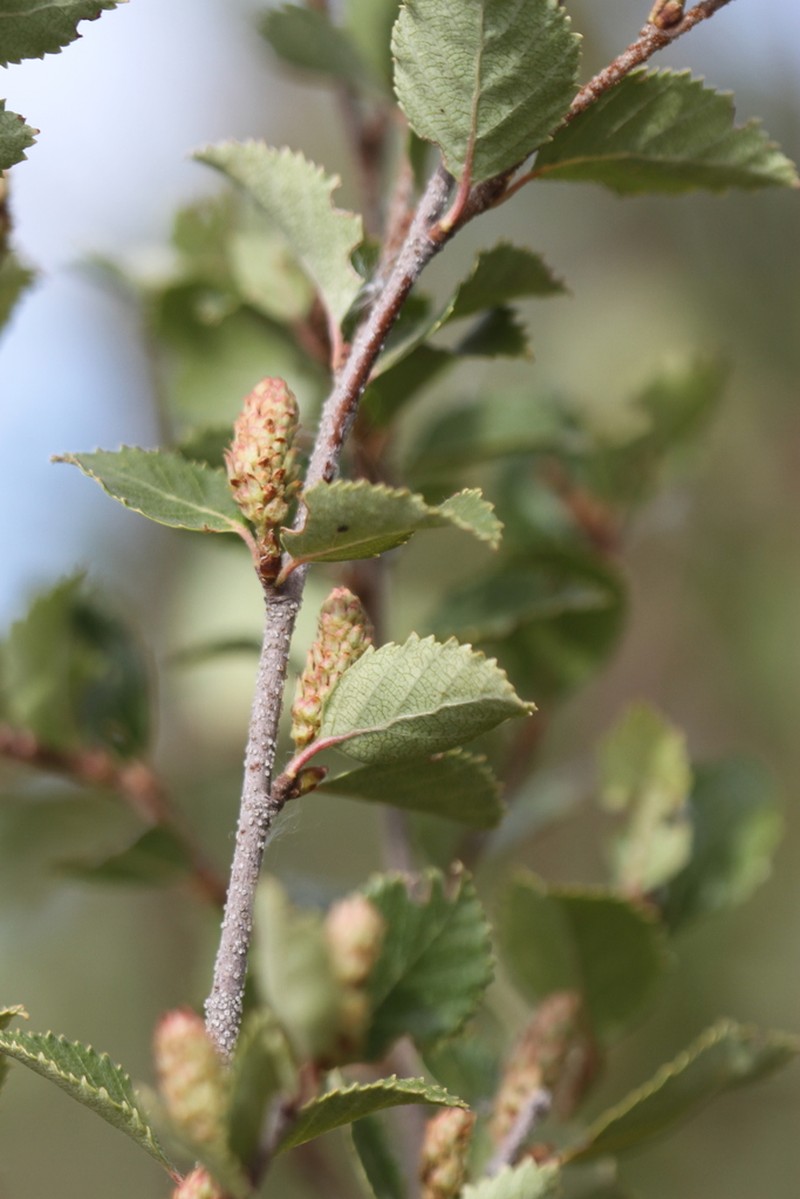 Betula fruticosa photo 7
