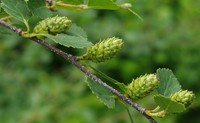 Resin Birch