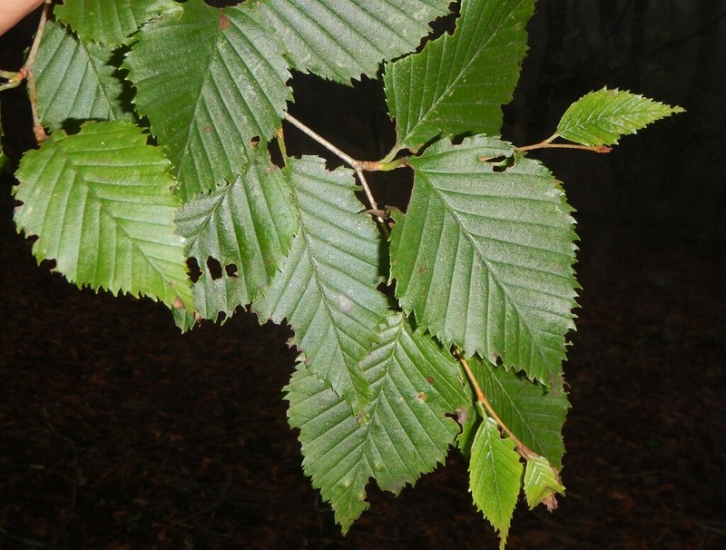 Betula globispica