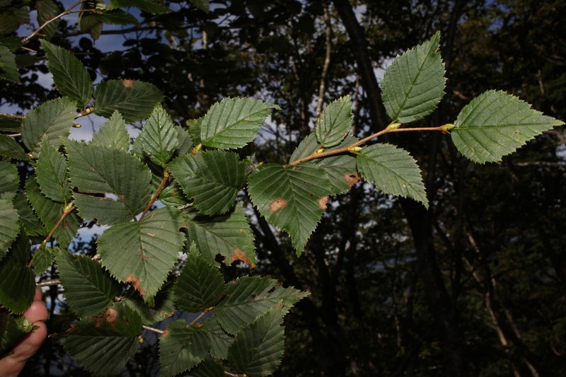 Betula globispica photo 2