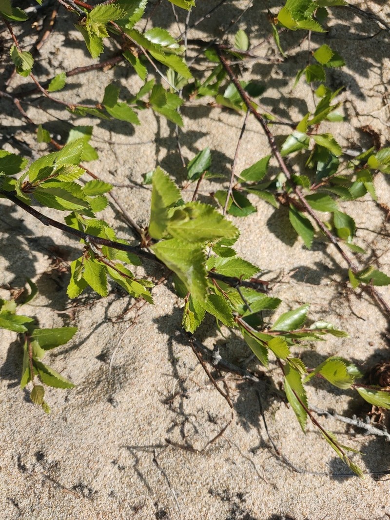 Betula gmelinii