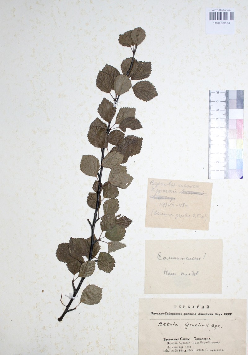 Betula gmelinii photo 2