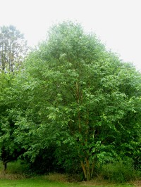 Betula grossa