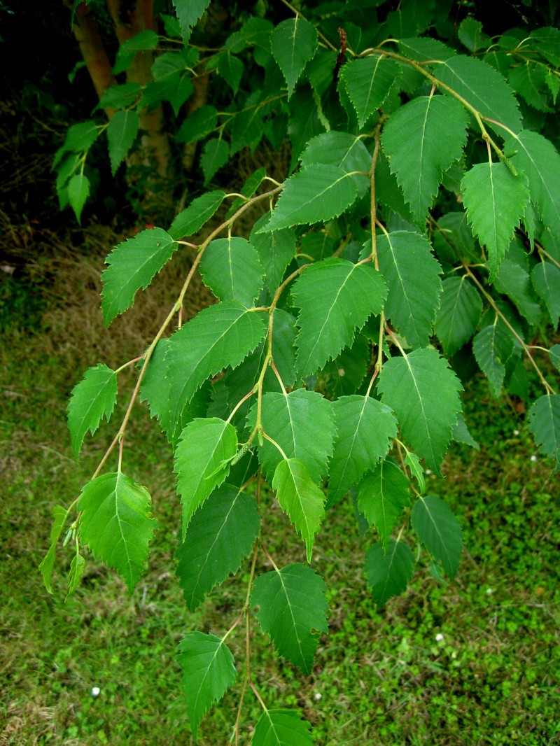 Betula grossa photo 2