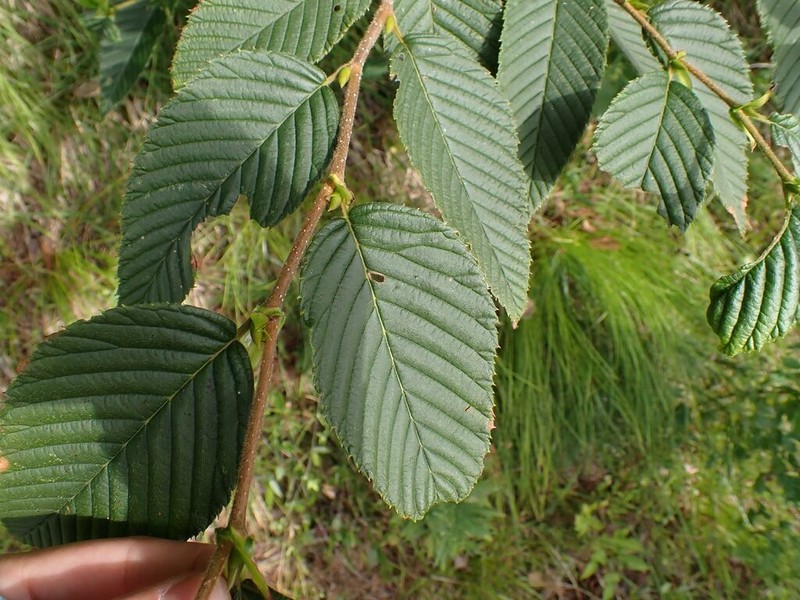 Betula grossa photo 3