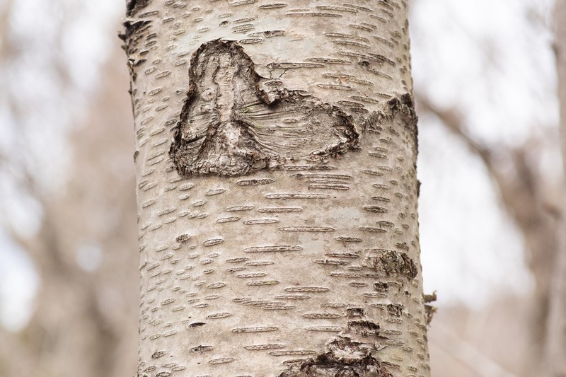 Betula grossa photo 4