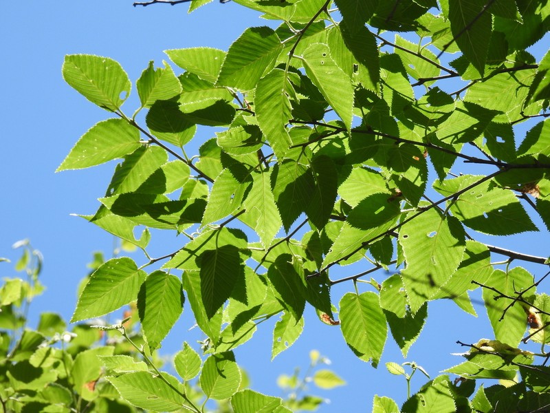 Betula grossa photo 5