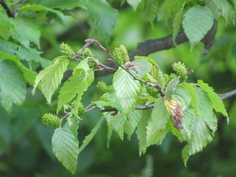 Betula grossa photo 6