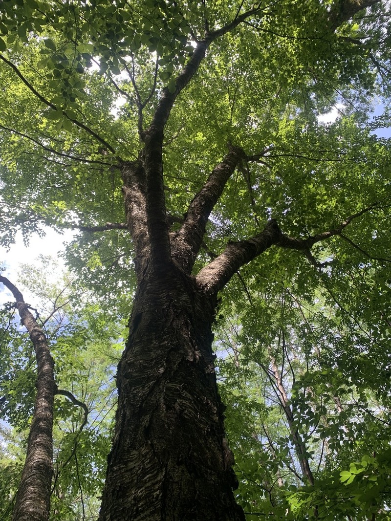 Betula grossa photo 7